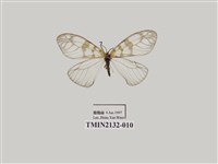 藏品(三斑薄翅斑蛾)的圖片